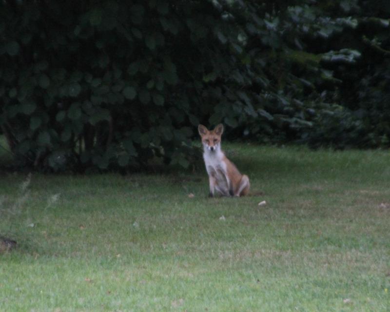 Accueil de la faune
